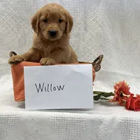 Willow, a female Golden Retriever for sale in Owen, WI – 3 of 6