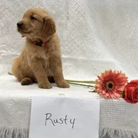 Rusty, a male Golden Retriever for sale in Owen, WI – 3 of 6