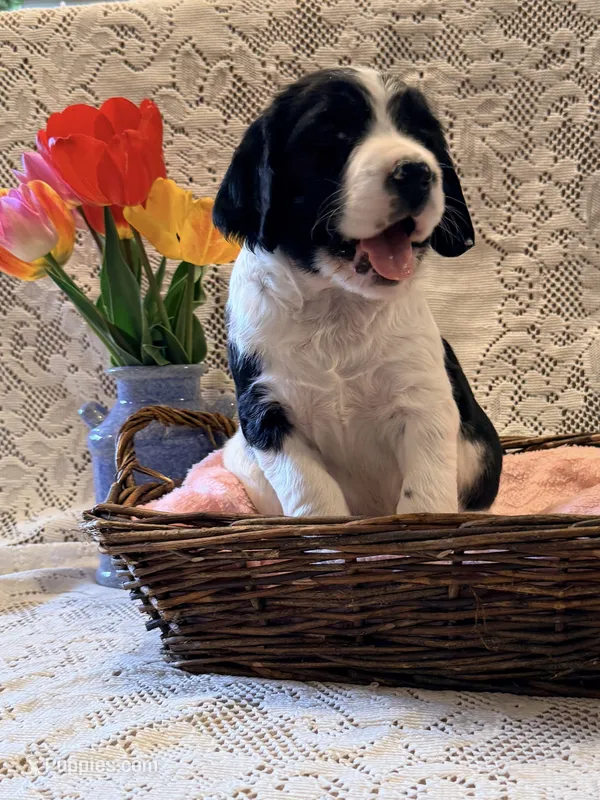 Peggy – English Springer Spaniel puppy for sale in Owen, WI