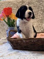 Peggy, a female English Springer Spaniel for sale in Owen, WI – 1 of 4