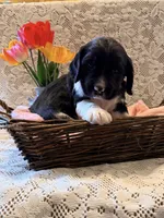 Rowdy, a male English Springer Spaniel for sale in Owen, WI – 2 of 4