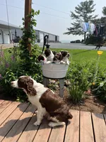 Snooby, a male English Springer Spaniel for sale in Owen, WI – 4 of 4