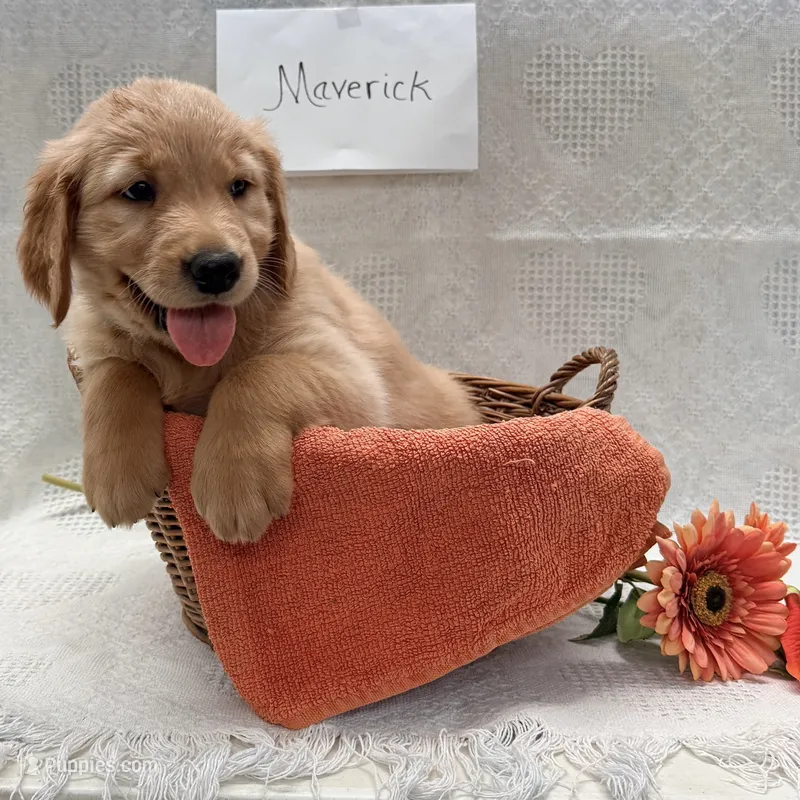 Maverick – Golden Retriever puppy for sale in Owen, WI