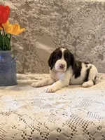 Snooby, a male English Springer Spaniel for sale in Owen, WI – 2 of 4
