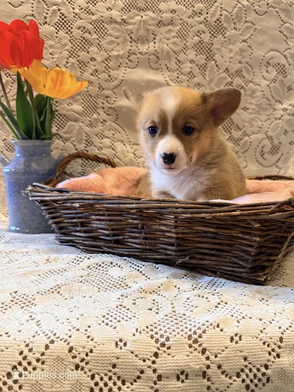 Happy – Pembroke Welsh Corgi puppy for sale in Owen, WI