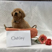 Oakley , a male Golden Retriever for sale in Owen, WI – 3 of 6