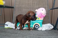 Trixie , a female Boxer for sale in Grabill, IN – Photo 3 of 5