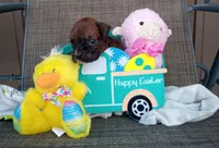 Trixie , a female Boxer for sale in Grabill, IN – Photo 1 of 5