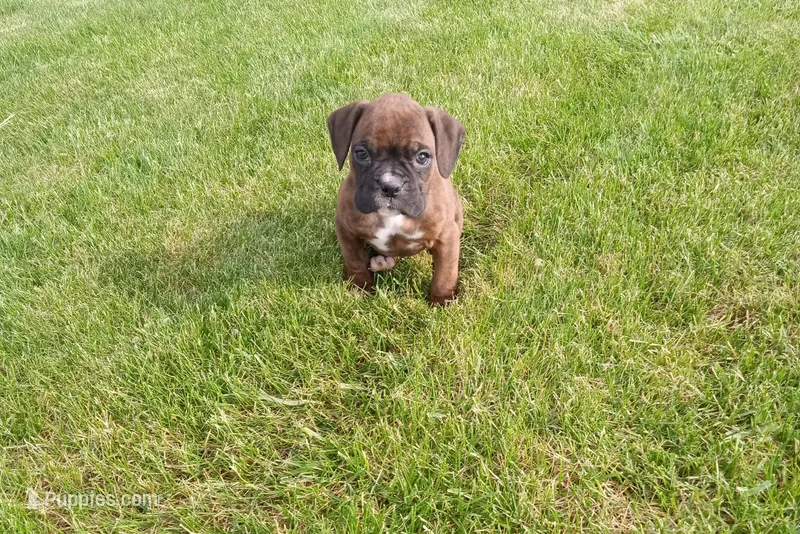 Trixie  – Boxer puppy for sale in Grabill, IN