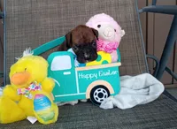 Trixie , a female Boxer for sale in Grabill, IN – Photo 5 of 5