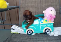 Trixie , a female Boxer for sale in Grabill, IN – Photo 2 of 5