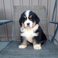 Buck, a male Bernese Mountain Dog for sale in Grabill, IN – Photo 2 of 3