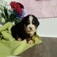 Buck, a male Bernese Mountain Dog for sale in Grabill, IN – Photo 3 of 3