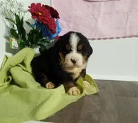 Buck, a male Bernese Mountain Dog for sale in Grabill, IN – Photo 3 of 3