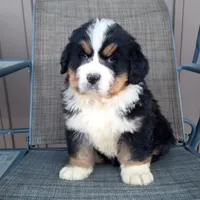 Buck, a male Bernese Mountain Dog for sale in Grabill, IN – Photo 1 of 3