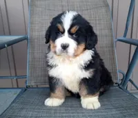 Buck, a male Bernese Mountain Dog for sale in Grabill, IN – Photo 1 of 3