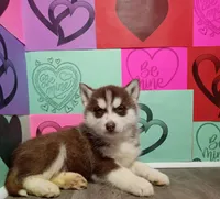 Clifford , a male Siberian Husky for sale in Grabill, IN – Photo 4 of 7