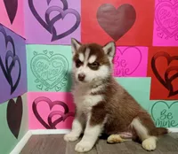 Clifford , a male Siberian Husky for sale in Grabill, IN – Photo 5 of 7