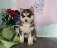 Clifford , a male Siberian Husky for sale in Grabill, IN – Photo 1 of 7