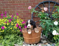 Javon, a male Bernese Mountain Dog for sale in Grabill, IN – Photo 6 of 7
