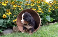 Javon, a male Bernese Mountain Dog for sale in Grabill, IN – Photo 3 of 7