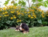 Javon, a male Bernese Mountain Dog for sale in Grabill, IN – Photo 2 of 7