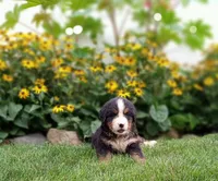 Javon, a male Bernese Mountain Dog for sale in Grabill, IN – Photo 5 of 7