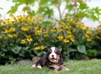 Javon, a male Bernese Mountain Dog for sale in Grabill, IN – Photo 4 of 7