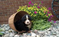 Javon, a male Bernese Mountain Dog for sale in Grabill, IN – Photo 1 of 7