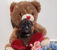 Daisy , a female Boxer for sale in Grabill, IN – Photo 2 of 5