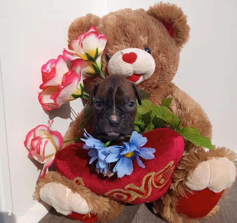 Daisy  – Boxer puppy for sale in Grabill, IN