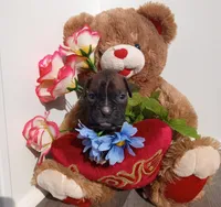 Daisy , a female Boxer for sale in Grabill, IN – Photo 1 of 5