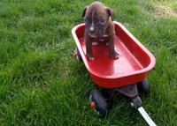 Daisy , a female Boxer for sale in Grabill, IN – Photo 4 of 5