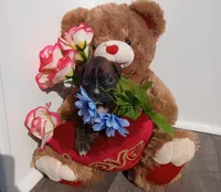 Daisy , a female Boxer for sale in Grabill, IN – Photo 3 of 5