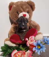 Daisy , a female Boxer for sale in Grabill, IN – Photo 5 of 5