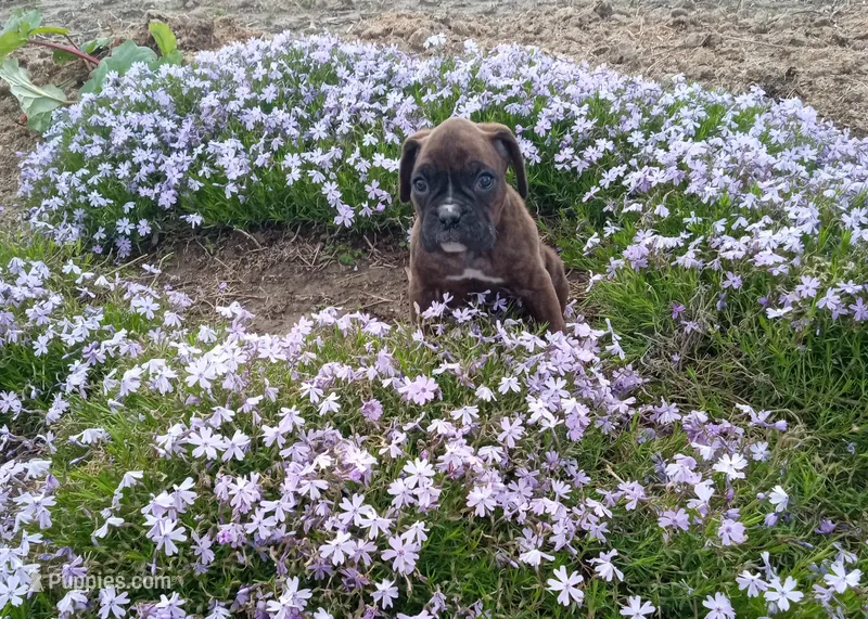 Daisy  – Boxer puppy for sale in Grabill, IN