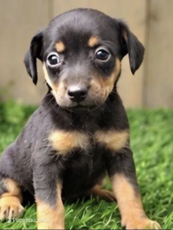 Milo – Miniature Pinscher puppy for sale in Grabill, IN