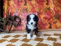 Dan 4815, a male Miniature Australian Shepherd for sale in Grabill, IN – 5 of 9