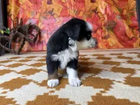 Lucy 4830, a female Miniature Australian Shepherd for sale in Grabill, IN – 5 of 7
