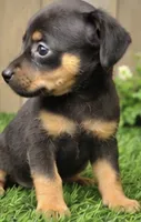 Minni, a female Miniature Pinscher for sale in Grabill, IN – 2 of 2