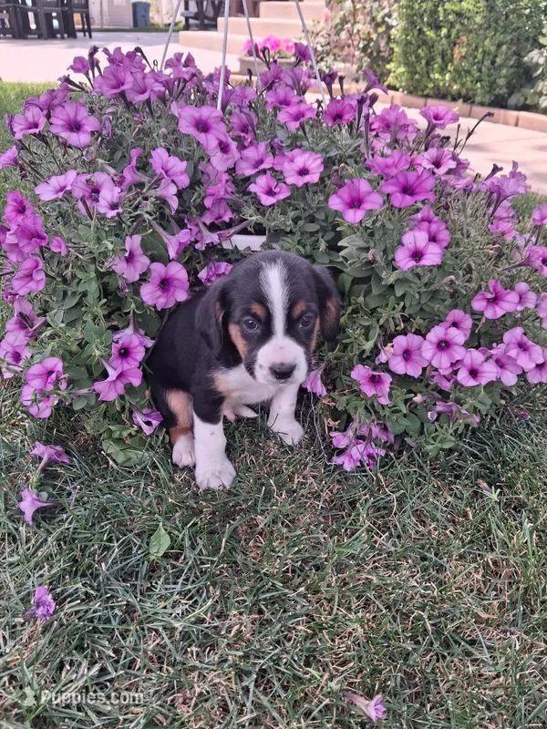 Baxter – Cavalier King Charles Spaniel, Chihuahua puppy for sale in Grabill, IN