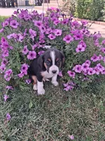 Baxter, a male Cavalier King Charles Spaniel and Chihuahua for sale in Grabill, IN – 1 of 3