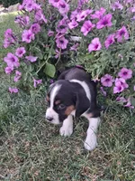 Baxter, a male Cavalier King Charles Spaniel and Chihuahua for sale in Grabill, IN – 2 of 3