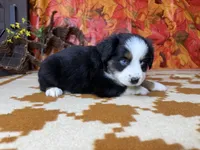 Dan 4815, a male Miniature Australian Shepherd for sale in Grabill, IN – 7 of 9