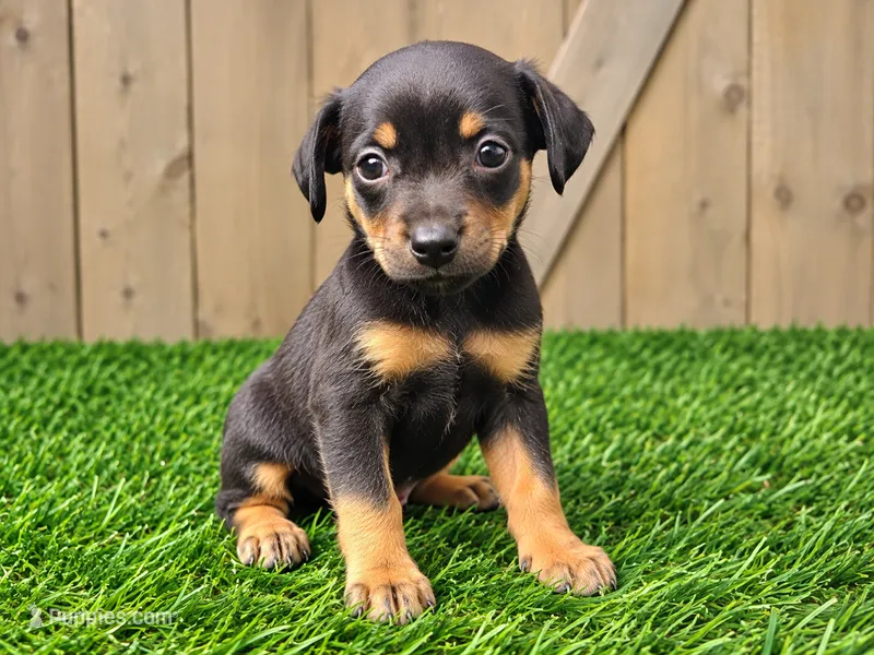 Maggie  – Miniature Pinscher puppy for sale in Grabill, IN