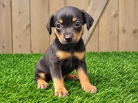 Maggie , a female Miniature Pinscher for sale in Grabill, IN – 1 of 2
