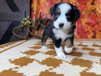Dan 4815, a male Miniature Australian Shepherd for sale in Grabill, IN – 3 of 9