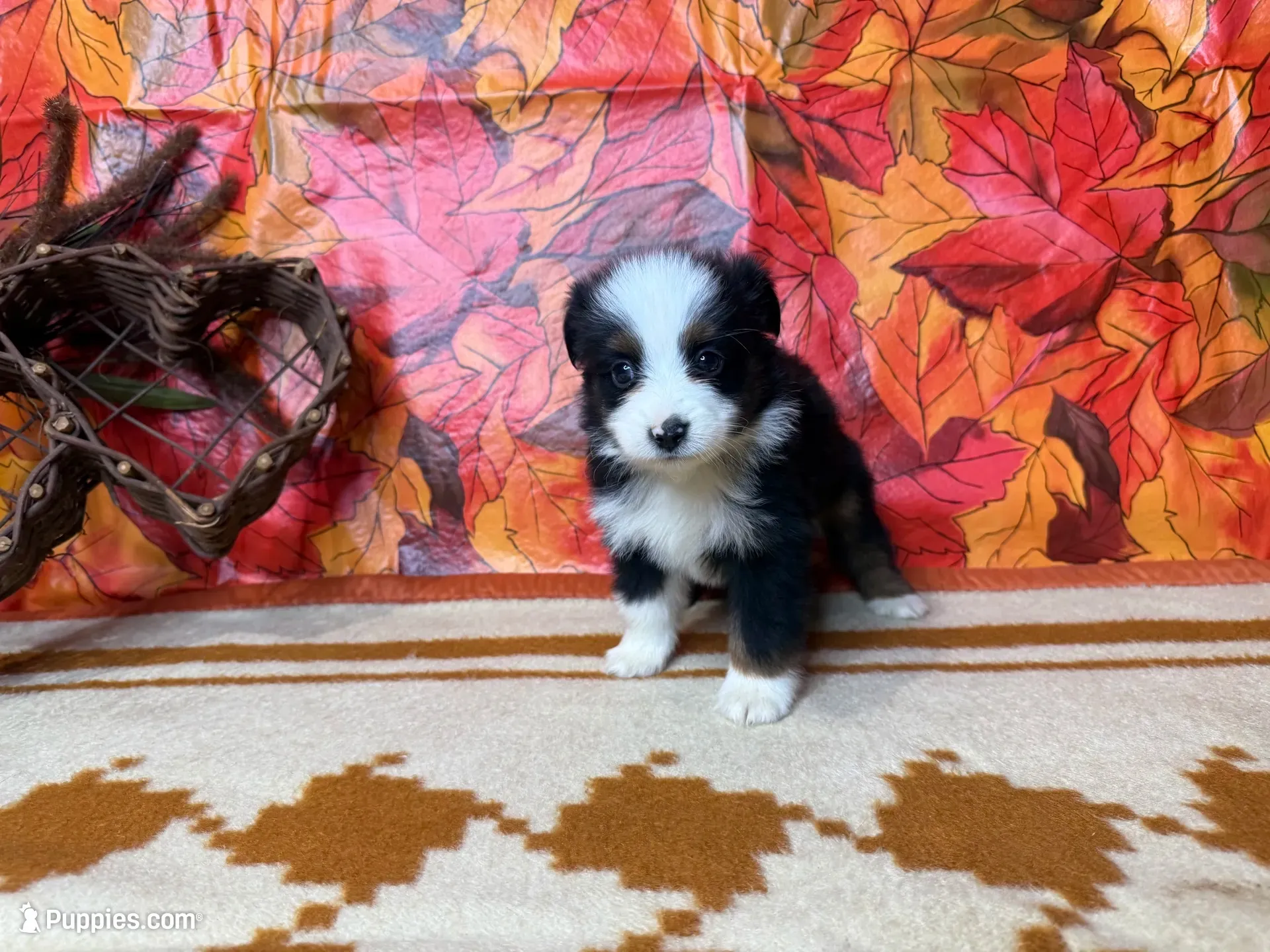 Rocky 4808, a male Miniature Australian Shepherd for sale in Grabill, IN – 6 of 9
