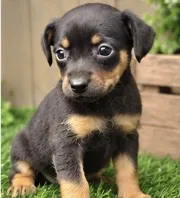 Minni, a female Miniature Pinscher for sale in Grabill, IN – 1 of 2