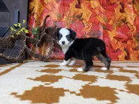 Daisy 4804, a female Miniature Australian Shepherd for sale in Grabill, IN – 4 of 9